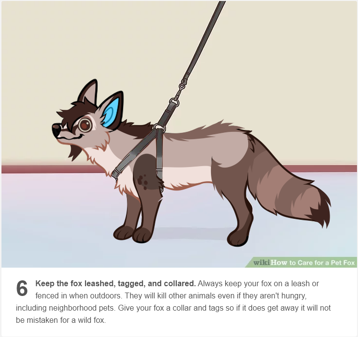 Care for a Pet Fox